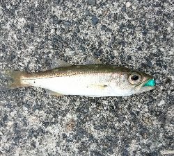 リベンジ２日目串本漁港～ランガン