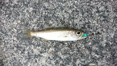 リベンジ２日目串本漁港～ランガン