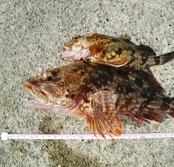 久しぶりの釣行