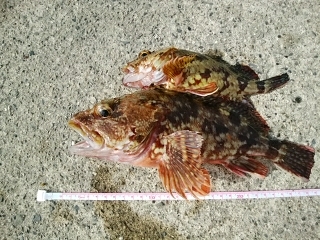 久しぶりの釣行