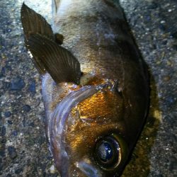 陸っぱり自己記録更新！