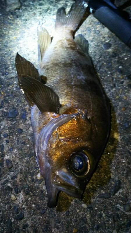 陸っぱり自己記録更新！
