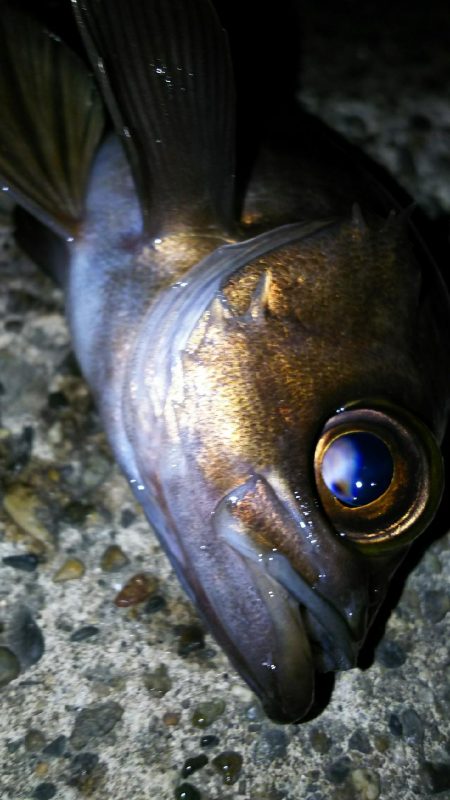 好調メバルにゲストのフッコ！