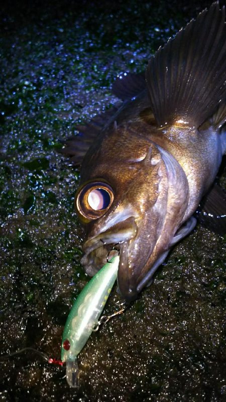 爆風メバルプラッギング！