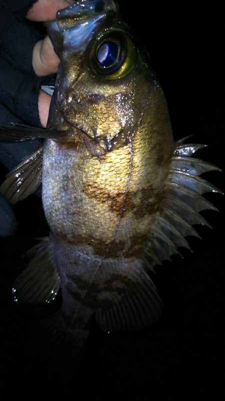 毎日メバル！でもアジもそろそろ釣りたい！