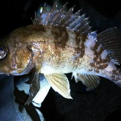 いつものメバリング