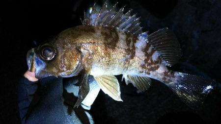 いつものメバリング