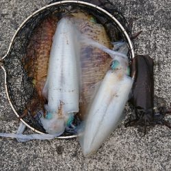 春のティップラン