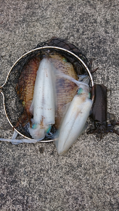 春のティップラン