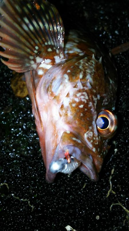 パターン変化か？