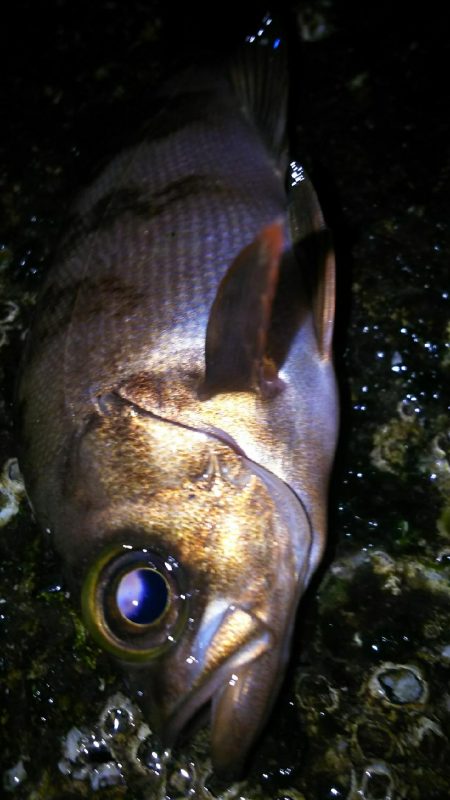 様子がおかしい