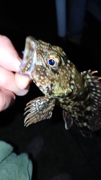 メバリングのつもり