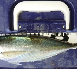 サビキでゴーゴー