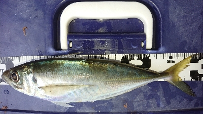 サビキでゴーゴー