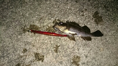 シーバス狙いのはずが