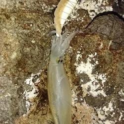 ヤリイカ３度目の正直