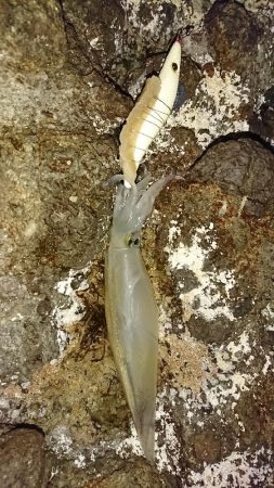 ヤリイカ３度目の正直