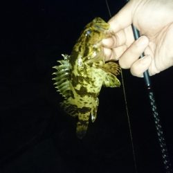 GW3日目はメバル狙いに