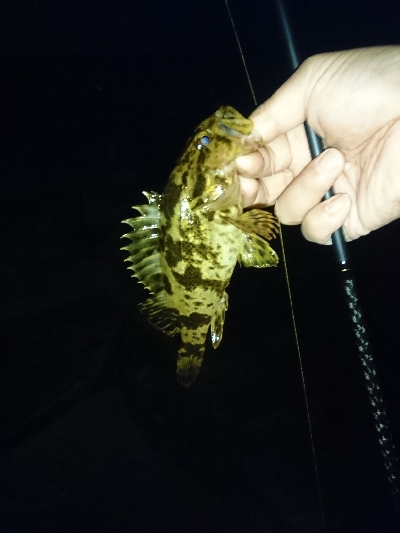 GW3日目はメバル狙いに