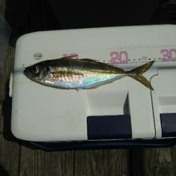 尺アジ足らず！