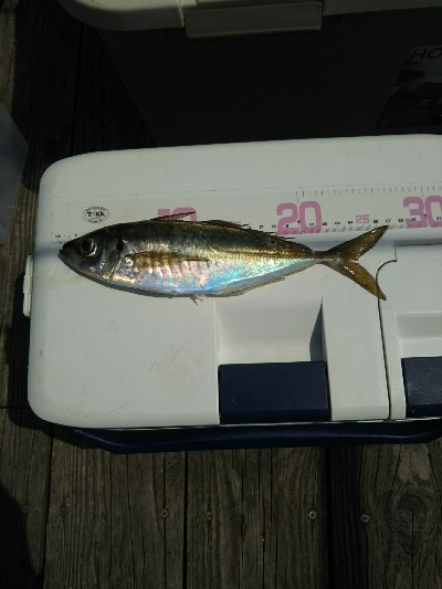 尺アジ足らず！