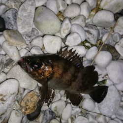 春が来たかな？