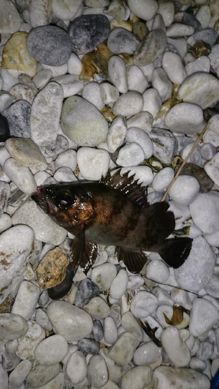 春が来たかな？