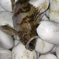 メバル居ました！