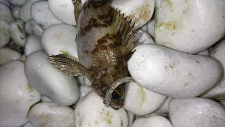 メバル居ました！