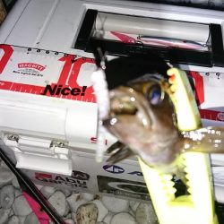 デカめばるさがし