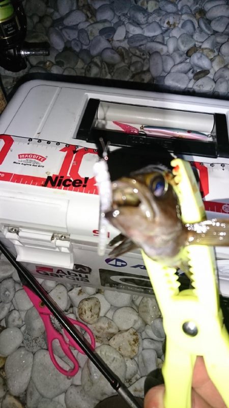 デカめばるさがし