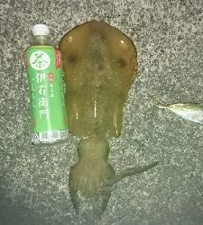 雨がやんだ後の夕まず目狙いで！