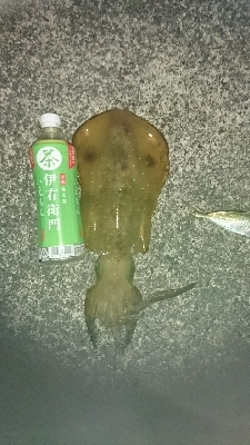 雨がやんだ後の夕まず目狙いで！