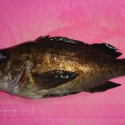 雨の中、釣行。