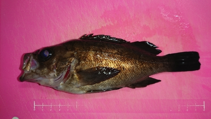 雨の中、釣行。