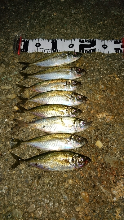 有田ランガン 4