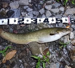 シーバス・ナマズ