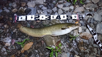 シーバス・ナマズ