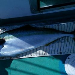 イサキ、アジ時々青物