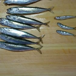 小サバ、回ってきてます！