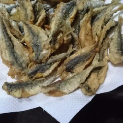 小サバ大漁！！