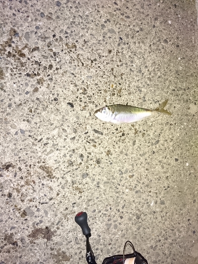 エギングのはずがサビキング