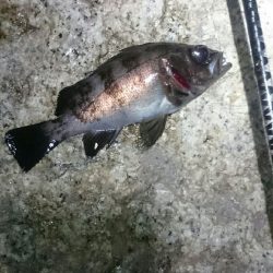 チビッ子サイズ