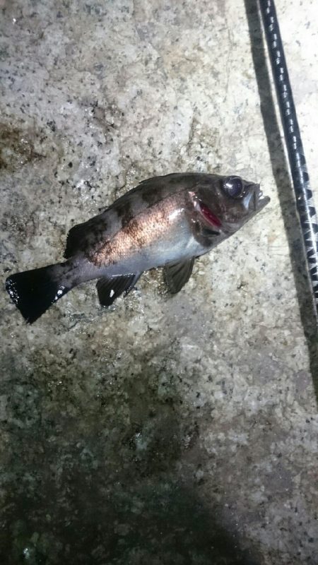 チビッ子サイズ