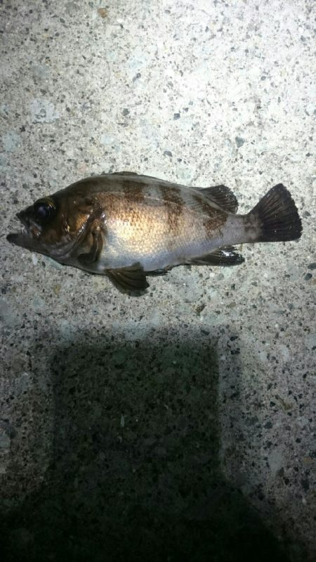 ボラボラボラ。