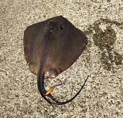 ジグでアカエイ2