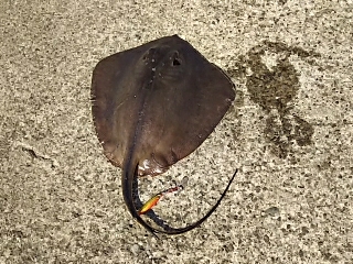 ジグでアカエイ2