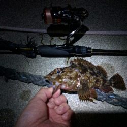 鹿島のメバル好調