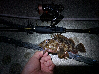 鹿島のメバル好調