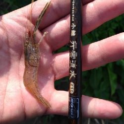 多摩川テナガエビ調査釣行